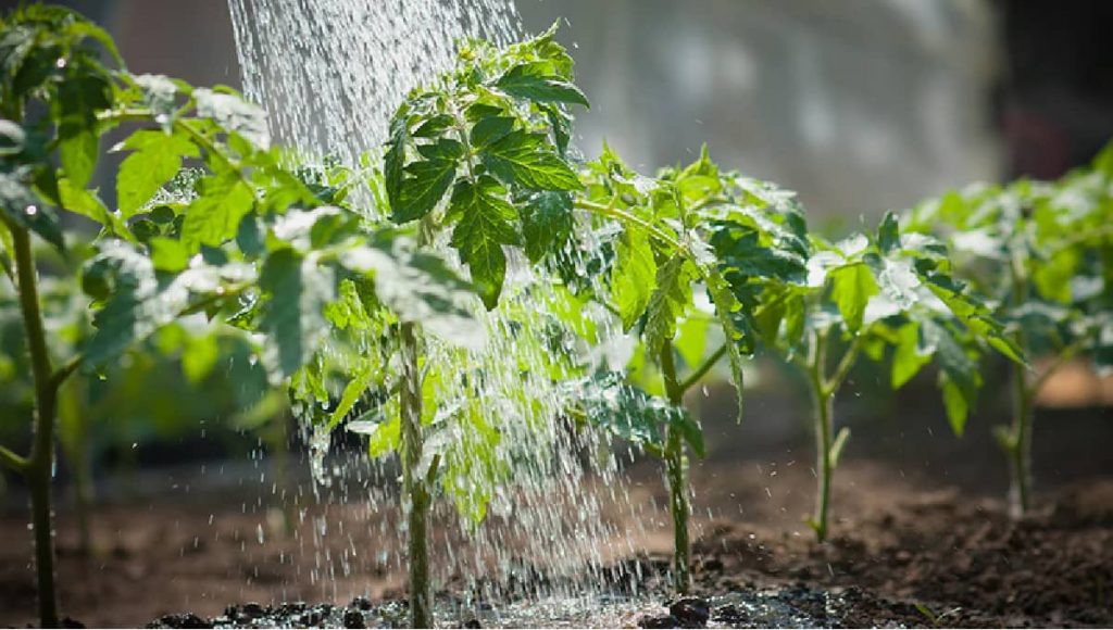 Nước cứng có hại cho cây trông không?